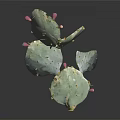 Green Cactus Plant With Pink Fruits And Yellow Spines On Dark Background