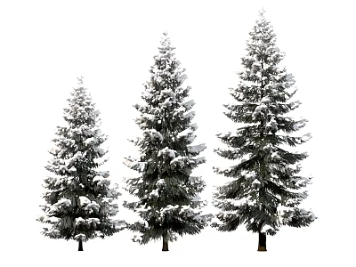 Three Snow Covered Evergreen Trees Standing in Winter Landscape With White Snow 3d model