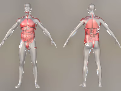 Human Head Organs Anatomical 3D Model With Front Back View And Internal Structure 3d model