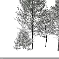 Snow Covered Arbor Trees Standing In Winter Natural Landscape With White Snow