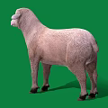 Detailed Light Brown Sheep Standing Full Body Side View On Green Background 3d model