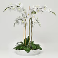 Elegant White Orchid Bonsai Plant with Green Leaves and Black Background