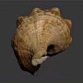 Aquatic Animal Conch Shell With Natural Brown Texture On Gray Background And Reflection 3d model