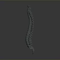 3D Human Spine Anatomical Model Medical Device For Educational Anatomical Study 3d model