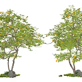 Two Arbor Trees With Green Leaves Orange Fruits Trunks By Stones And Small Green Plants
