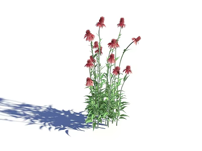 Red Blooming Flowers With Green Leaves And Long Stems Casting Shadow 3d model