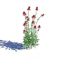 Red Blooming Flowers With Green Leaves And Long Stems Casting Shadow