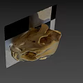 Animal skull display on black and white checkered platform with natural elements background