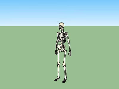 Human Skeleton Limbs Anatomical Structure Standing On Green Ground With Blue Sky 3d model
