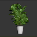 Lush Green Plants in White Pots Arranged on Black Background