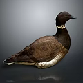 Brown Duck With White Neck Ring Standing On Reflective Surface Against Gray Background 3d model