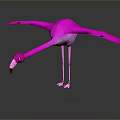 Pink Flamingo With Spread Wings Bowing Head And Reflection On Dark Surface 3d model