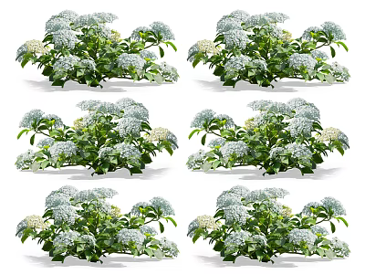 White Hydrangea Flowers With Green Leaves In Garden Plant 3d model