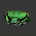 Shiny Green And Yellow Beetle With Glossy Body On Dark Background