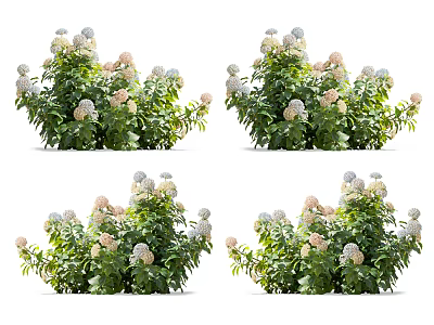 Vibrant Hydrangea Bushes With White And Pink Blooms And Green Leaves 3d model