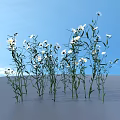 White Small Flowers With Green Stems And Leaves In Natural Clusters On Gray Background