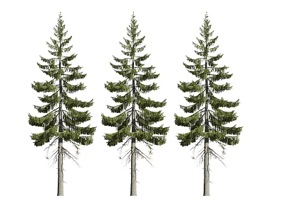 Three Tall Arbor Trees With Straight Trunks And Lush Green Foliage 3d model