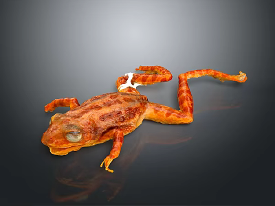 Orange Spotted Frog With White Patch And Long Limbs Against Dark Background 3d model