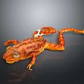 Orange Spotted Frog With White Patch And Long Limbs Against Dark Background