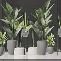 Modern Indoor Bonsai Plants In Various Ceramic And Concrete Planters With Lush Green Leaves