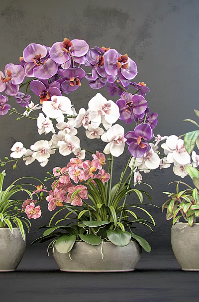 Decorative Bonsai Potted Plants Featuring Purple White Pink Orchids And Green Leaves 3d model
