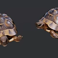 amphibian turtle 3d model
