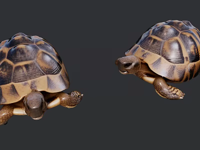 Two Brown And Tan Tortoises With Patterned Shells Crawling On Gray Background 3d model
