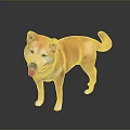 Orange And White Shiba Inu Dog Standing With Tongue Out On Black Background