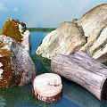 Natural Outdoor Scenery With Mossy Stones And Wooden Trunk Stump Near Water Grass