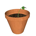 Bonsai Potted Plant in Terracotta Pot with Small Green Leaves and Fresh Soil