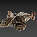 Unique Aquatic Animal Fish With Flat Head Large Eyes And Fan Shaped Fins