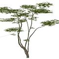 Elegant Deciduous Arbor With Lush Green Foliage Multiple Curved Branches And Natural Growth Form