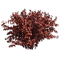 Lush Flowering Shrubs With Pink Blooms And Green Foliage In Garden