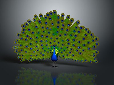 Bird Peacock Green Peacock Open Screen Birds Bird Animal Game Animal Cartoon Animal 3d model