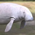 Gentle Gray Manatee Aquatic Animal With Rounded Body And Flippers In Marine Life