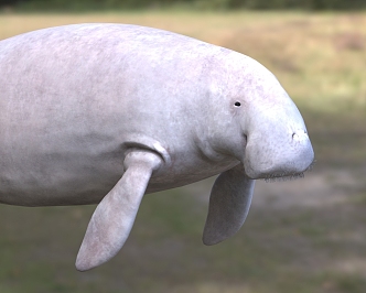 Dugong Manatee Mermaid South Sea Cattle Animal 3d model