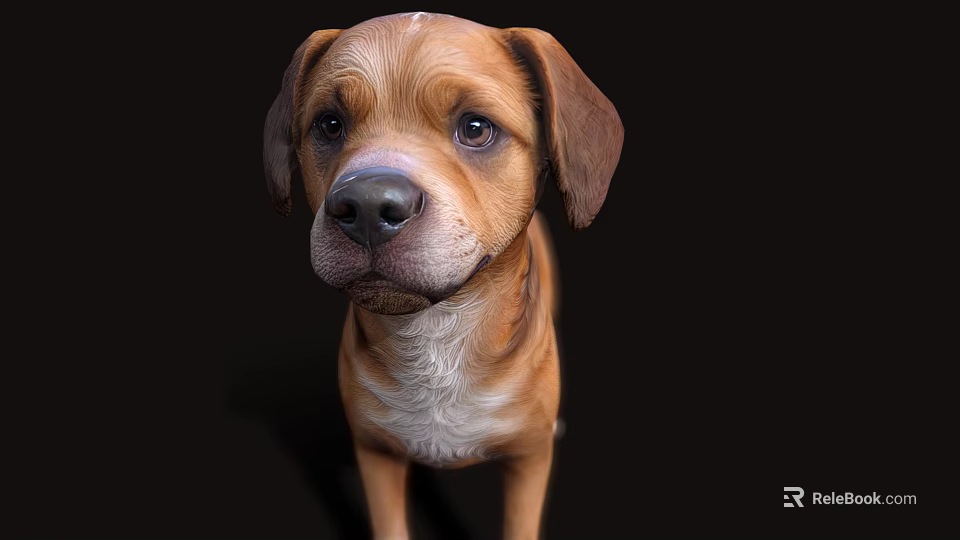 Portrait of a Brown Dog with White Chest and Floppy Ears Against Black Background 3d model 