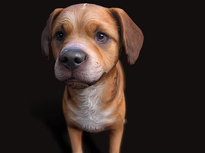 Portrait of a Brown Dog with White Chest and Floppy Ears Against Black Background 3d model