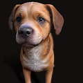 Portrait of a Brown Dog with White Chest and Floppy Ears Against Black Background