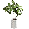 Lush Green Potted Plants in White Crackle Ceramic Pots with Vibrant Foliage