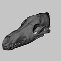 Anatomical Animal Skull Skeleton Displaying Visible Teeth And Bone Details