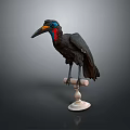 Black Bird With Blue Eyes Red Throat And Long Beak Standing On White Base