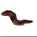 Detailed Reptile Tail With Ridged Wrinkled Surface On Dark Textured Backdrop