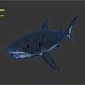 Modern shark great white shark fish 3d model