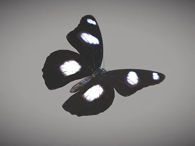 Black And White Spotted Butterfly Game Character Flying In Animated Scene 3d model