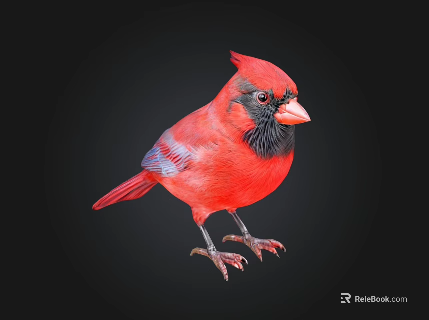 Red Cardinal Bird with Black Face and Orange Beak on Black Background 3d model 