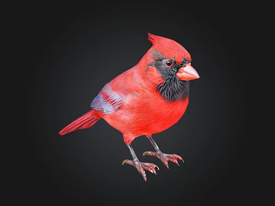 Red Cardinal Bird with Black Face and Orange Beak on Black Background 3d model