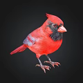 Red Cardinal Bird with Black Face and Orange Beak on Black Background