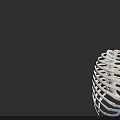 Human Thoracic Organ 3D Model Showing Rib Cage Sternum And Cartilage Structure