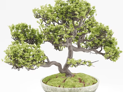 Lush Green Bonsai Plant with Curved Trunk and Mossy Base in White Pot 3d model